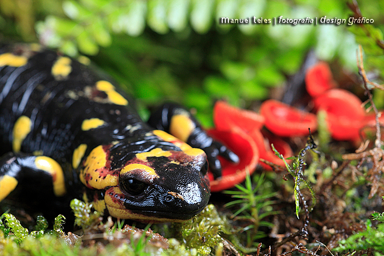 Salamandra salamandra