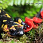 Salamandra salamandra