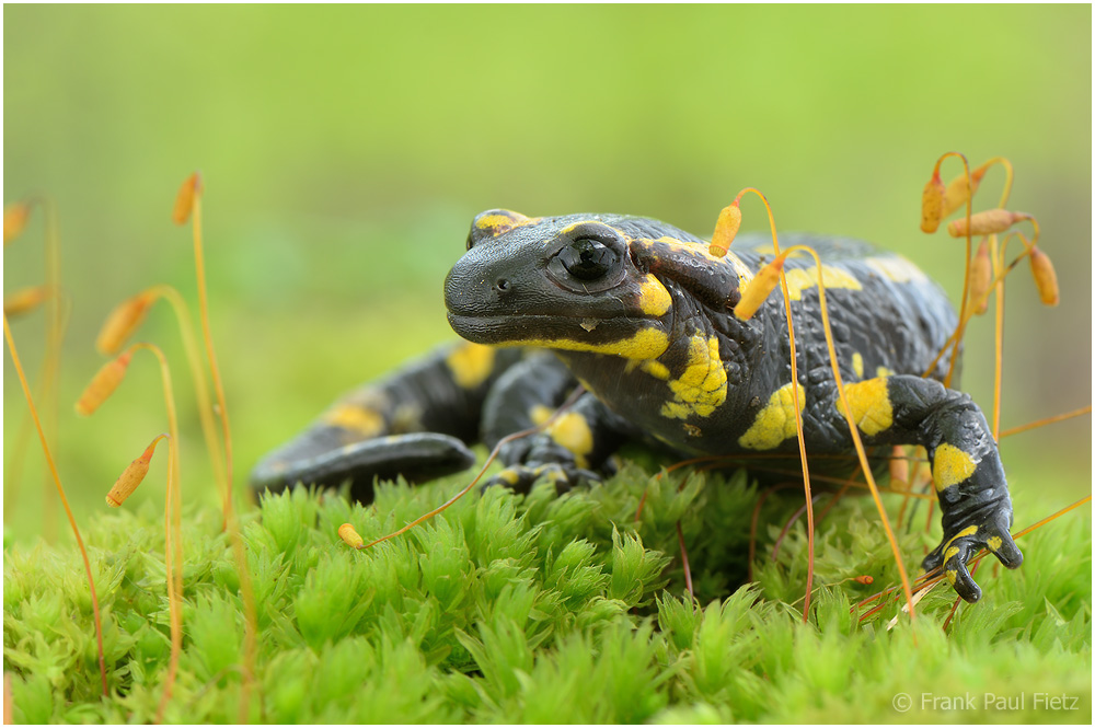 Salamandra salamandra - Der Feuersalamander