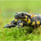 Salamandra salamandra - Der Feuersalamander