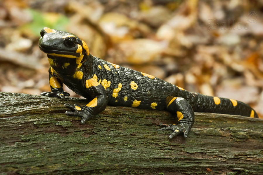 salamandra salamandra