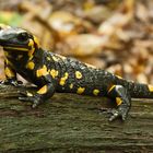 salamandra salamandra