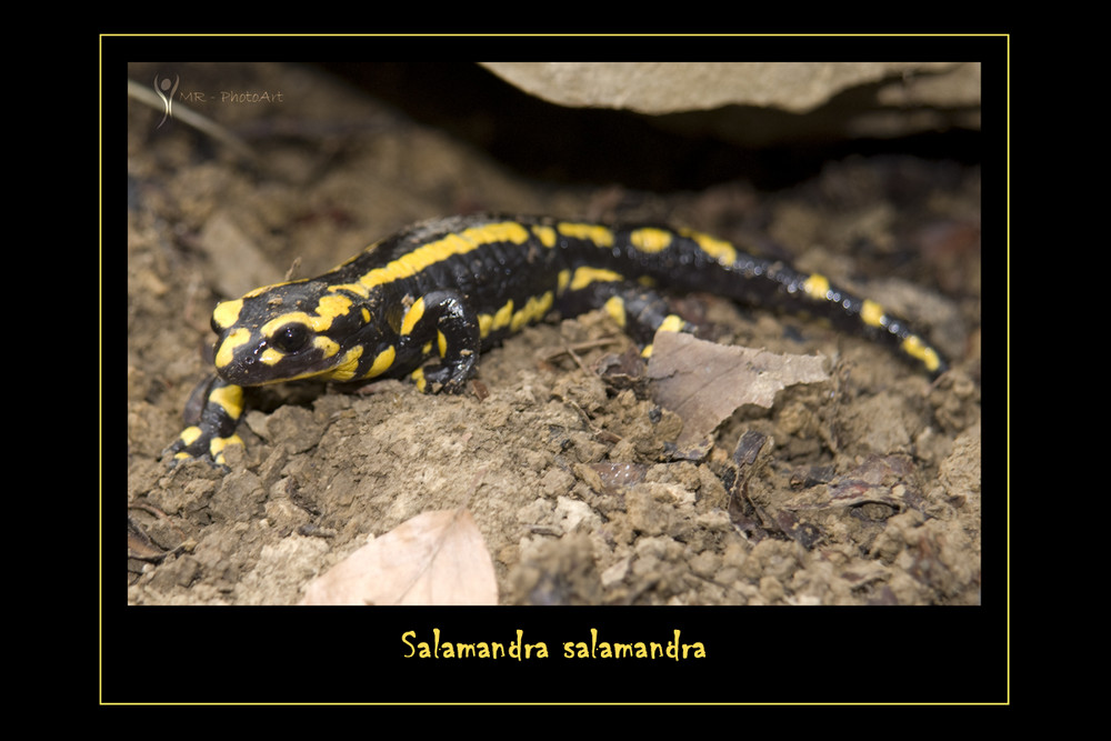 Salamandra salamandra (Feuersalamander)