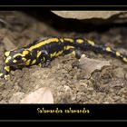 Salamandra salamandra (Feuersalamander)