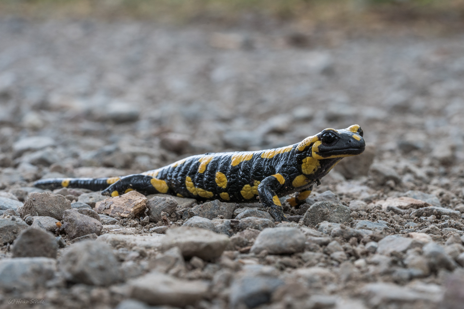 Salamandra salamandra - Feuersalamander