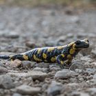 Salamandra salamandra - Feuersalamander