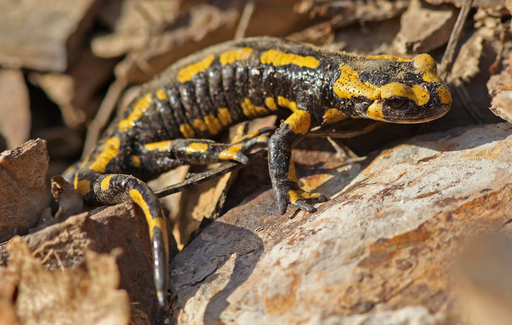 Salamandra salamandra (Feuersalamander), Hocheifel / Rheinland-Pfalz