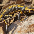 Salamandra salamandra (Feuersalamander), Hocheifel / Rheinland-Pfalz