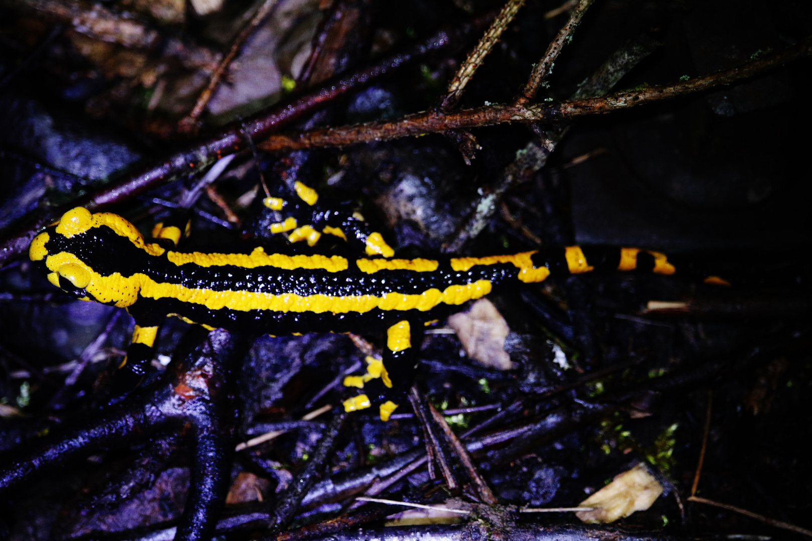 Salamandra salamandra ( gebändert )