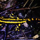 Salamandra salamandra ( gebändert )