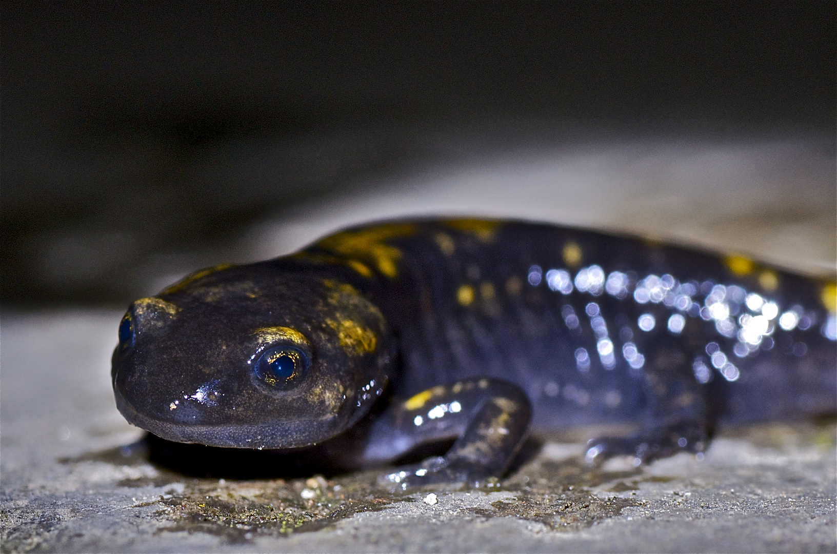 Salamandra salamandra giovane 