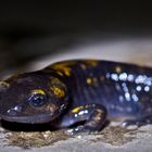 Salamandra salamandra giovane 
