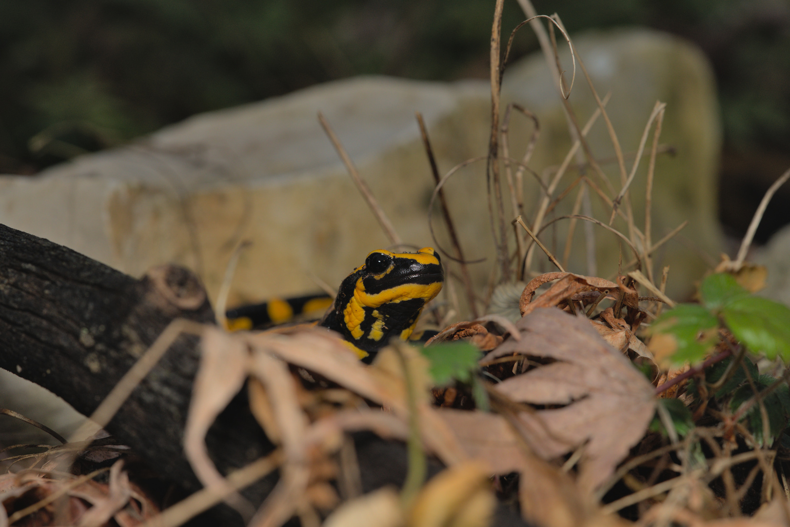 Salamandra salamandra terrestris