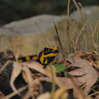 Salamandra salamandra terrestris