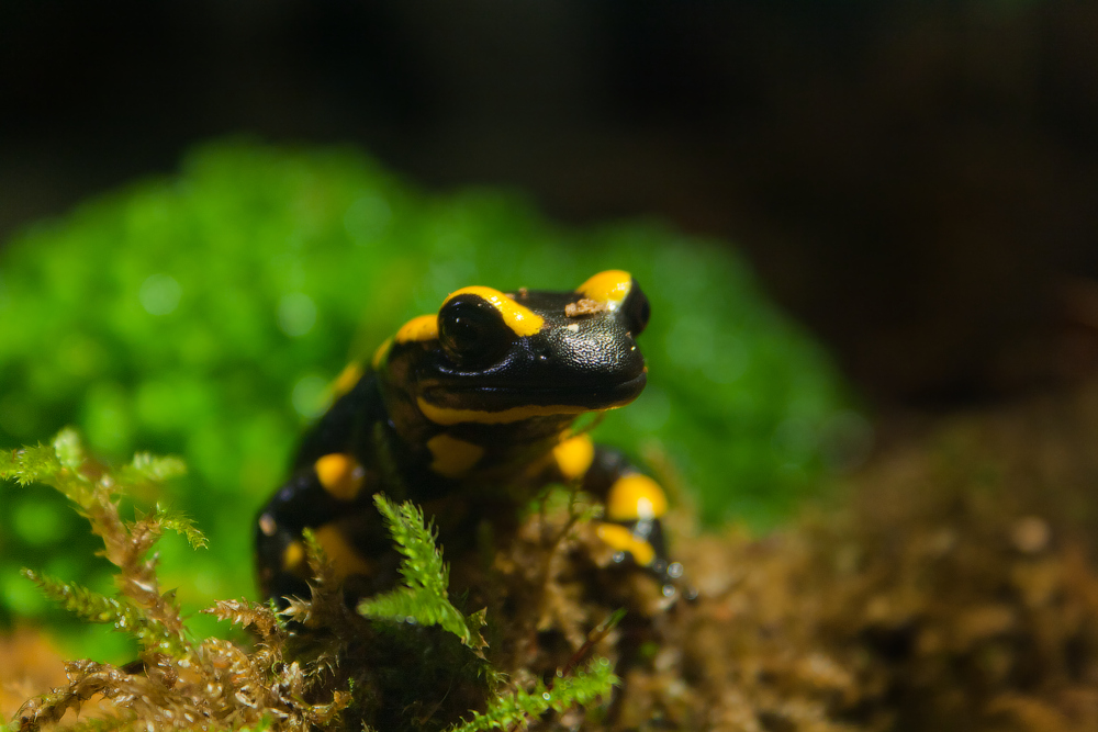 Salamandra salamandra terrestris