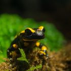 Salamandra salamandra terrestris