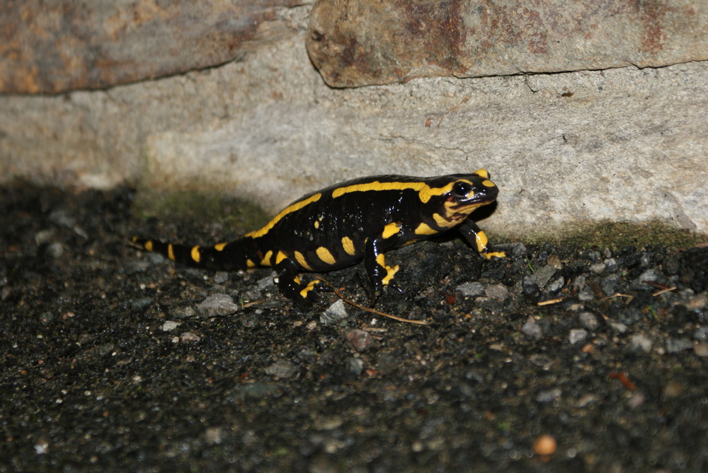 salamandre