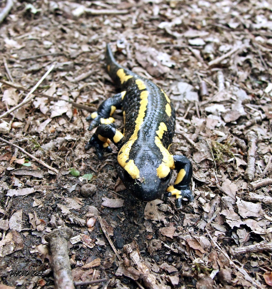 Salamandre