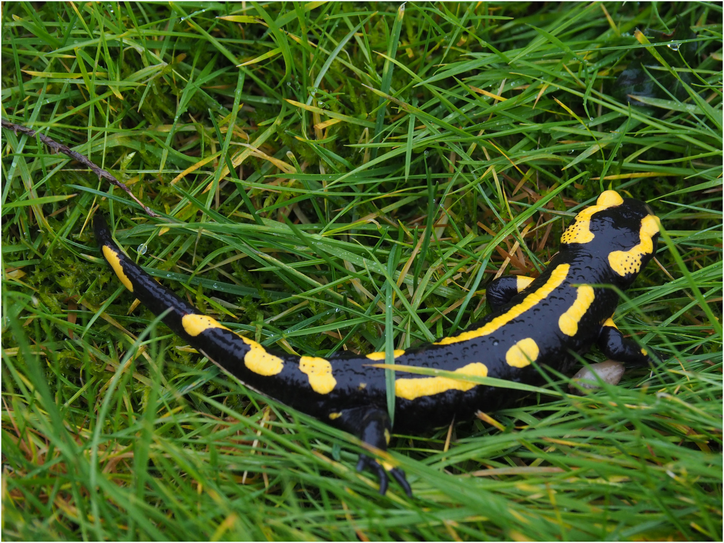 Salamandre