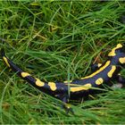 Salamandre