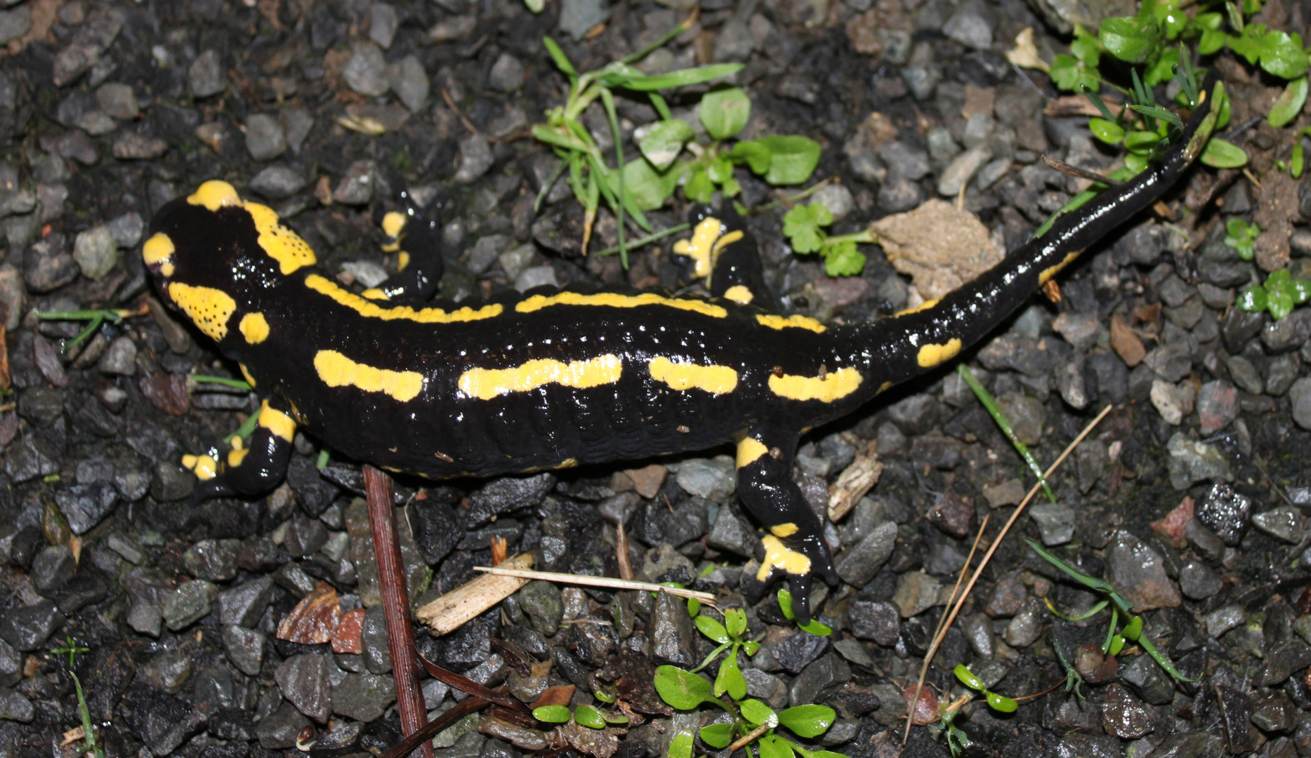 Salamandre