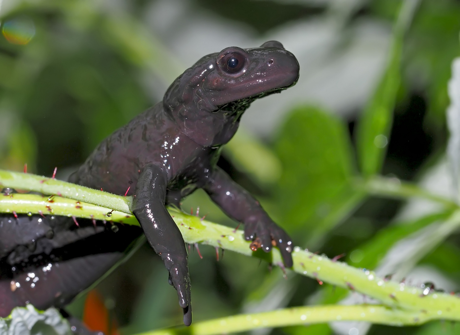 Salamandre de montagne... - Alpensalamander (Salamandra atra)