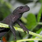 Salamandre de montagne... - Alpensalamander (Salamandra atra)