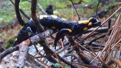 Salamandre ( salamandra corsica ) 2