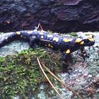 Salamandre ( salamandra corsica )