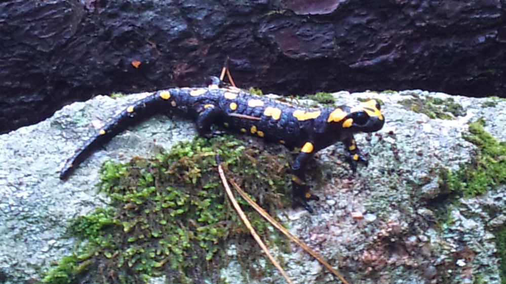 Salamandre ( salamandra corsica )