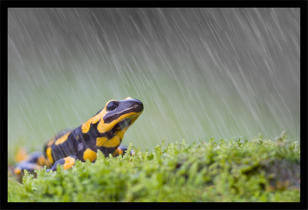 Salamandre tachetée sous la pluie.