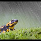 Salamandre tachetée sous la pluie.