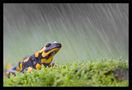 Salamandre tachetée sous la pluie. von Tinours 