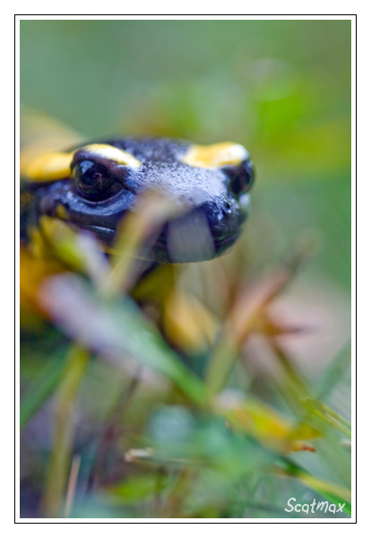 Salamandre terrestre dans son biotope