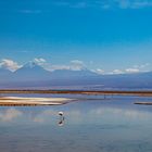 Salar de Atacama - 2 