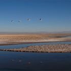 Salar de Atacama, Chile