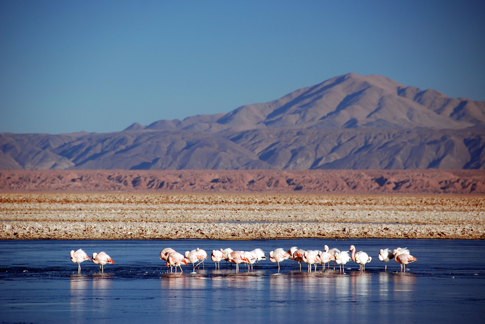 Salar de Atacama - Foto 0096