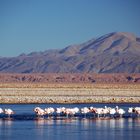 Salar de Atacama - Foto 0096