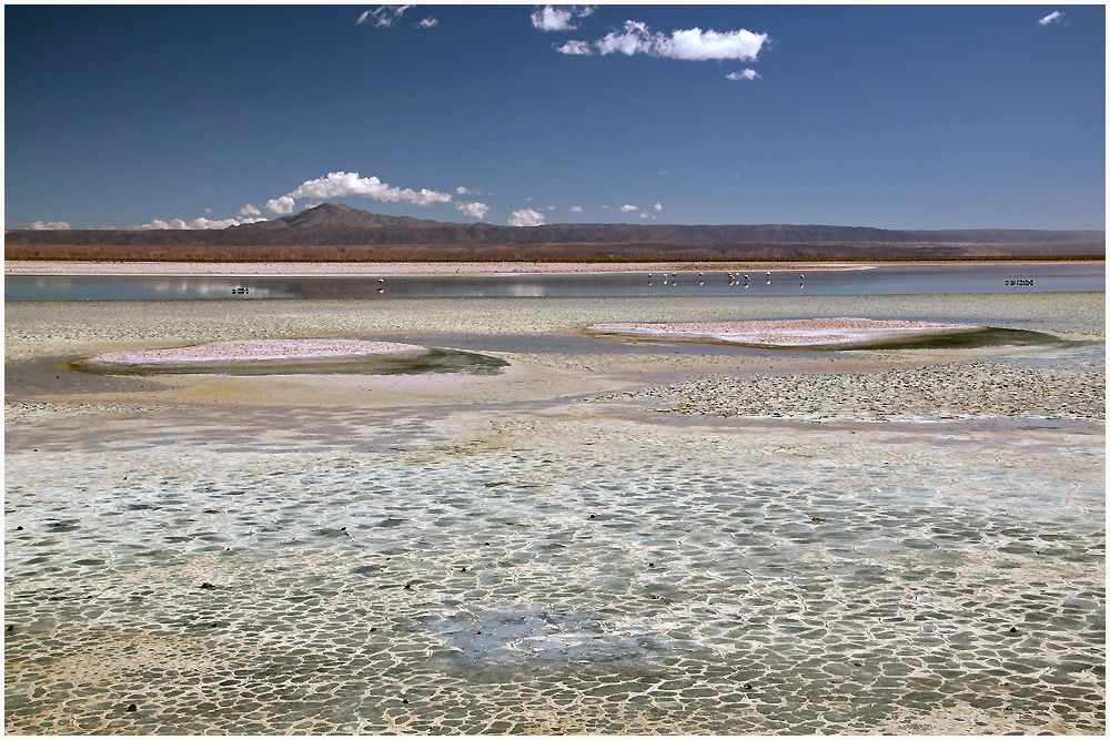 Salar de Atacama- Los Flamencos