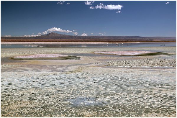 Salar de Atacama- Los Flamencos