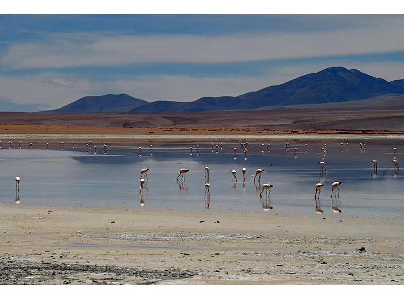 >> salar de chalviri 