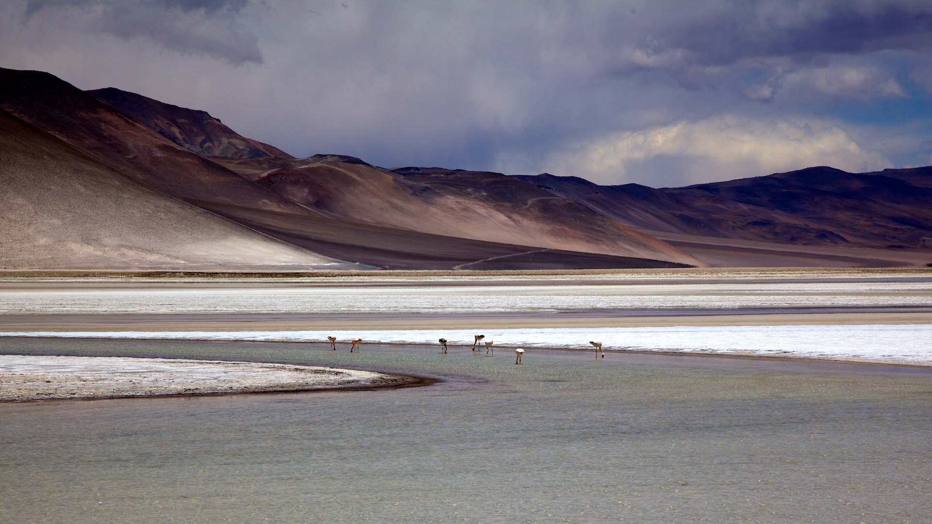 Salar de Talar mit Flamingos, Chile, Atacama Wüste