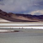 Salar de Talar mit Flamingos, Chile, Atacama Wüste