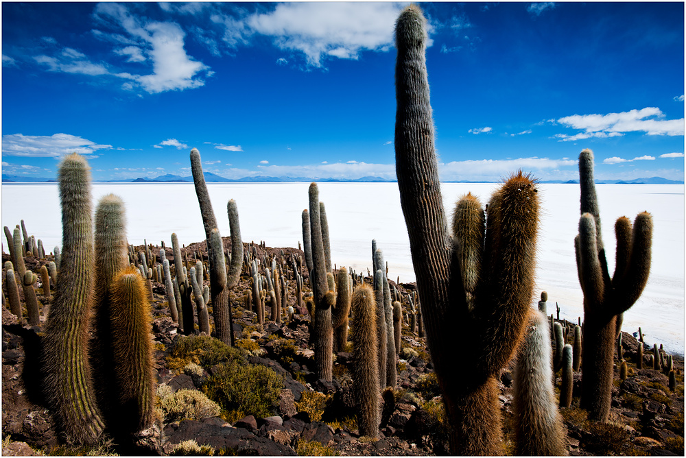 [ Salar de Uyuni ]