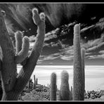 Salar de Uyuni