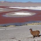 Salar de Uyuni