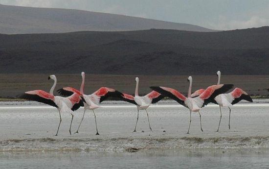 Salar de Uyuni - Flamingos in der Lagune