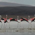 Salar de Uyuni - Flamingos in der Lagune