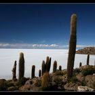 Salar de Uyuni - Isla de Pescadores