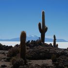 Salar de Uyuni - Isla del Incahuasi